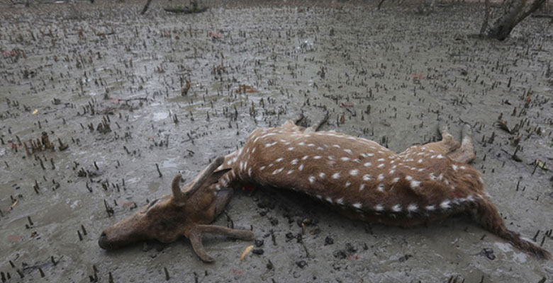 https://fbnews247.com/wp-content/uploads/2024/05/Deer-Dead.jpg