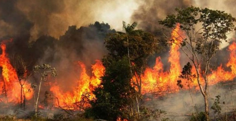 https://fbnews247.com/wp-content/uploads/2024/05/Sundarban-Fire.jpg