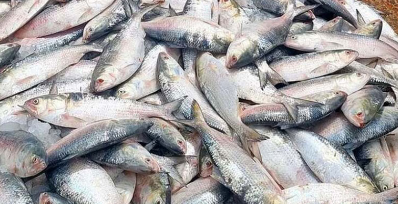 https://fbnews247.com/wp-content/uploads/2024/09/Ilish-India.jpg