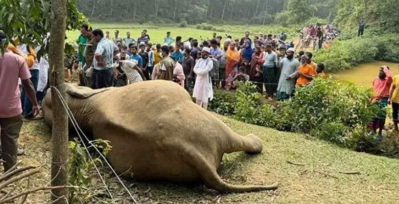 https://fbnews247.com/wp-content/uploads/2024/11/Sherpur-Elephant-Dead.jpg