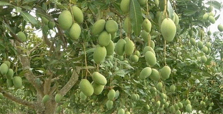 https://fbnews247.com/wp-content/uploads/2025/05/Mango.png