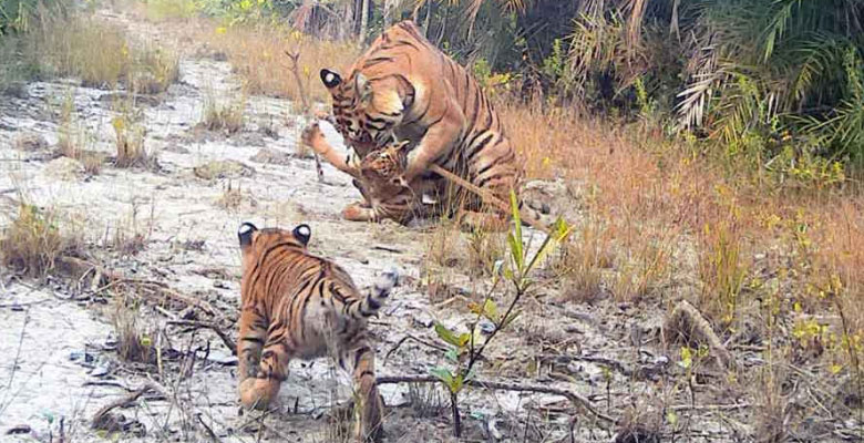 https://fbnews247.com/wp-content/uploads/2025/07/Tiger.jpg
