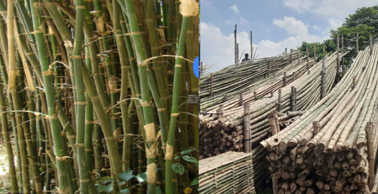 https://fbnews247.com/wp-content/uploads/2025/09/Bamboo.jpg