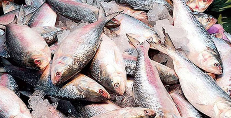 https://fbnews247.com/wp-content/uploads/2025/09/Ilish-1.jpg