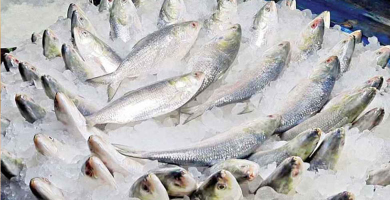 https://fbnews247.com/wp-content/uploads/2026/09/Ilish.jpg